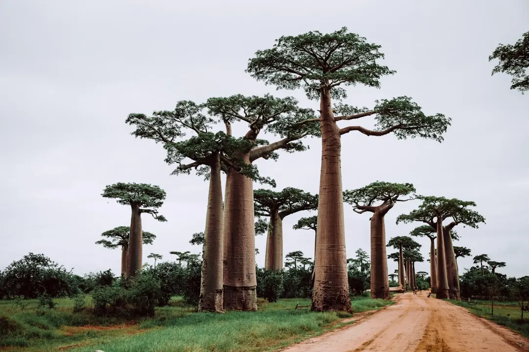 Destination photo: Madagascar