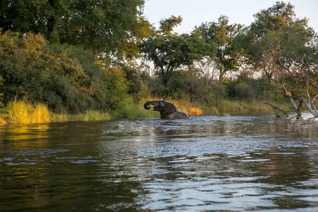 Destination photo: Zambia